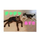あずき＆チャチャ スタンプ（個別スタンプ：1）
