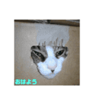 あずき＆チャチャ スタンプ（個別スタンプ：7）