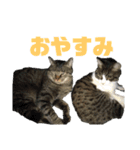 あずき＆チャチャ スタンプ（個別スタンプ：8）