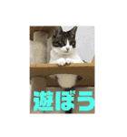 あずき＆チャチャ スタンプ（個別スタンプ：27）