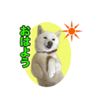 柴犬スタンプ（ちんすこう研究所）（個別スタンプ：1）