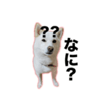 柴犬スタンプ（ちんすこう研究所）（個別スタンプ：3）