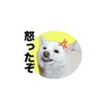 柴犬スタンプ（ちんすこう研究所）（個別スタンプ：4）