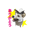 柴犬スタンプ（ちんすこう研究所）（個別スタンプ：5）