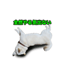 柴犬スタンプ（ちんすこう研究所）（個別スタンプ：6）
