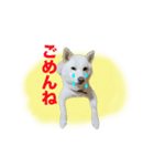柴犬スタンプ（ちんすこう研究所）（個別スタンプ：7）