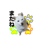 柴犬スタンプ（ちんすこう研究所）（個別スタンプ：8）