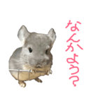 チンチラのソラです（個別スタンプ：1）
