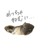 チンチラのソラです（個別スタンプ：3）