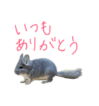 チンチラのソラです（個別スタンプ：8）
