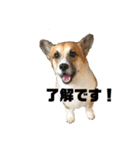 コーギーやまとチワワくぅ（個別スタンプ：6）