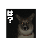 コーギーやまとチワワくぅ（個別スタンプ：15）