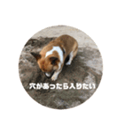 コーギーやまとチワワくぅ（個別スタンプ：18）