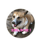 コーギーやまとチワワくぅ（個別スタンプ：23）