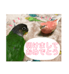 アキクサインコとウロコインコのお正月（個別スタンプ：1）