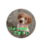 ブリタニースパニエル フリップ（個別スタンプ：7）