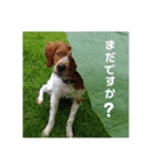 ブリタニースパニエル フリップ（個別スタンプ：12）