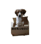 ブリタニースパニエル フリップ（個別スタンプ：16）
