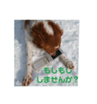 ブリタニースパニエル フリップ（個別スタンプ：21）