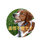 ブリタニースパニエル フリップ（個別スタンプ：23）