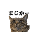 家猫くーちゃん1（個別スタンプ：1）