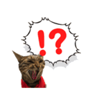 家猫くーちゃん1（個別スタンプ：2）
