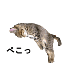 家猫くーちゃん1（個別スタンプ：5）