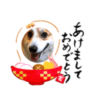 出目金スタンプ  其の一（個別スタンプ：4）