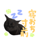 クロねこ スタンプ❤︎（個別スタンプ：21）