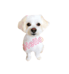 マルパピとコーギー（個別スタンプ：1）