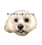 マルパピとコーギー（個別スタンプ：2）