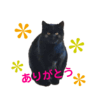 ツンデレ 野良猫 くろちゃん ②（個別スタンプ：5）