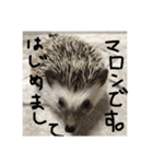 日常で使えるマロンちゃん（個別スタンプ：1）