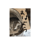 日常で使えるマロンちゃん（個別スタンプ：2）