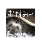 日常で使えるマロンちゃん（個別スタンプ：4）
