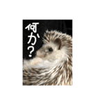 日常で使えるマロンちゃん（個別スタンプ：8）