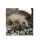 日常で使えるマロンちゃん（個別スタンプ：9）