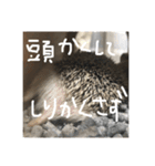 日常で使えるマロンちゃん（個別スタンプ：11）