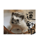 日常で使えるマロンちゃん（個別スタンプ：12）