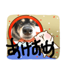 愛犬なっちゃん（個別スタンプ：1）