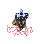 愛犬なっちゃん（個別スタンプ：2）