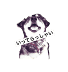 愛犬なっちゃん（個別スタンプ：4）