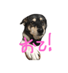 愛犬なっちゃん（個別スタンプ：5）