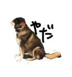 愛犬なっちゃん（個別スタンプ：7）