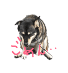 愛犬なっちゃん（個別スタンプ：8）