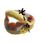 どら焼きモルモットのひなた（個別スタンプ：3）