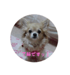 チワワン♡ライムちゃん1（個別スタンプ：6）