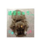 チワワン♡ライムちゃん1（個別スタンプ：9）