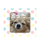 チワワン♡ライムちゃん1（個別スタンプ：11）
