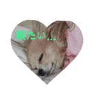 チワワン♡ライムちゃん1（個別スタンプ：13）